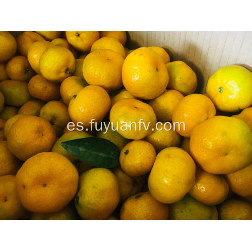 Nueva cosecha de mandarina fresca para bebé Nanfeng en venta